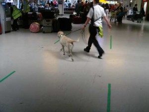 ヒースロー空港の麻薬探査犬