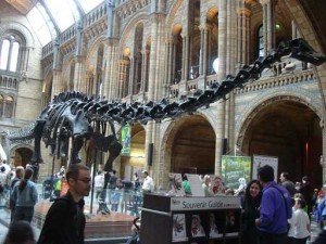 自然史博物館のロビー 自然史博物館のロビー