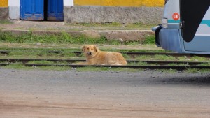 ティワナク遺跡の犬
