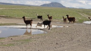 初リャマ。最初なので、うれしくて、わーわー言って撮る。