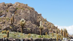 サボテンの林立するインカワシ島。