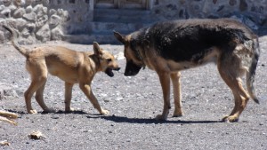 インカワシ島の犬の親子。