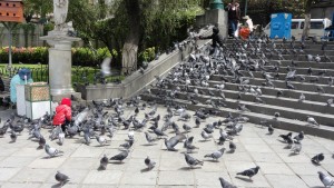 ハトの都・ラパス。