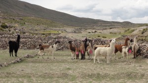 リボンをつけたリャマ。