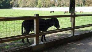 シュノンソー城のロバ